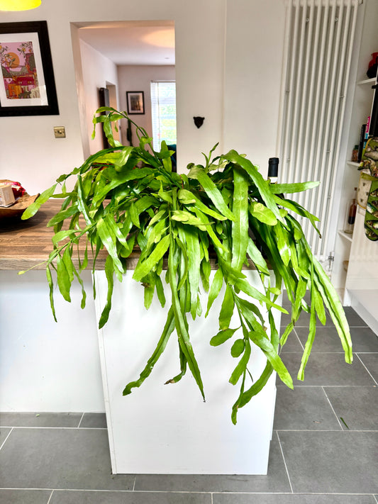 80cm Hanging Rhipsalis
