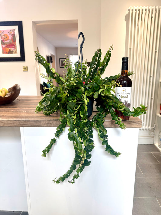 60cm Aeschynanthus Twister