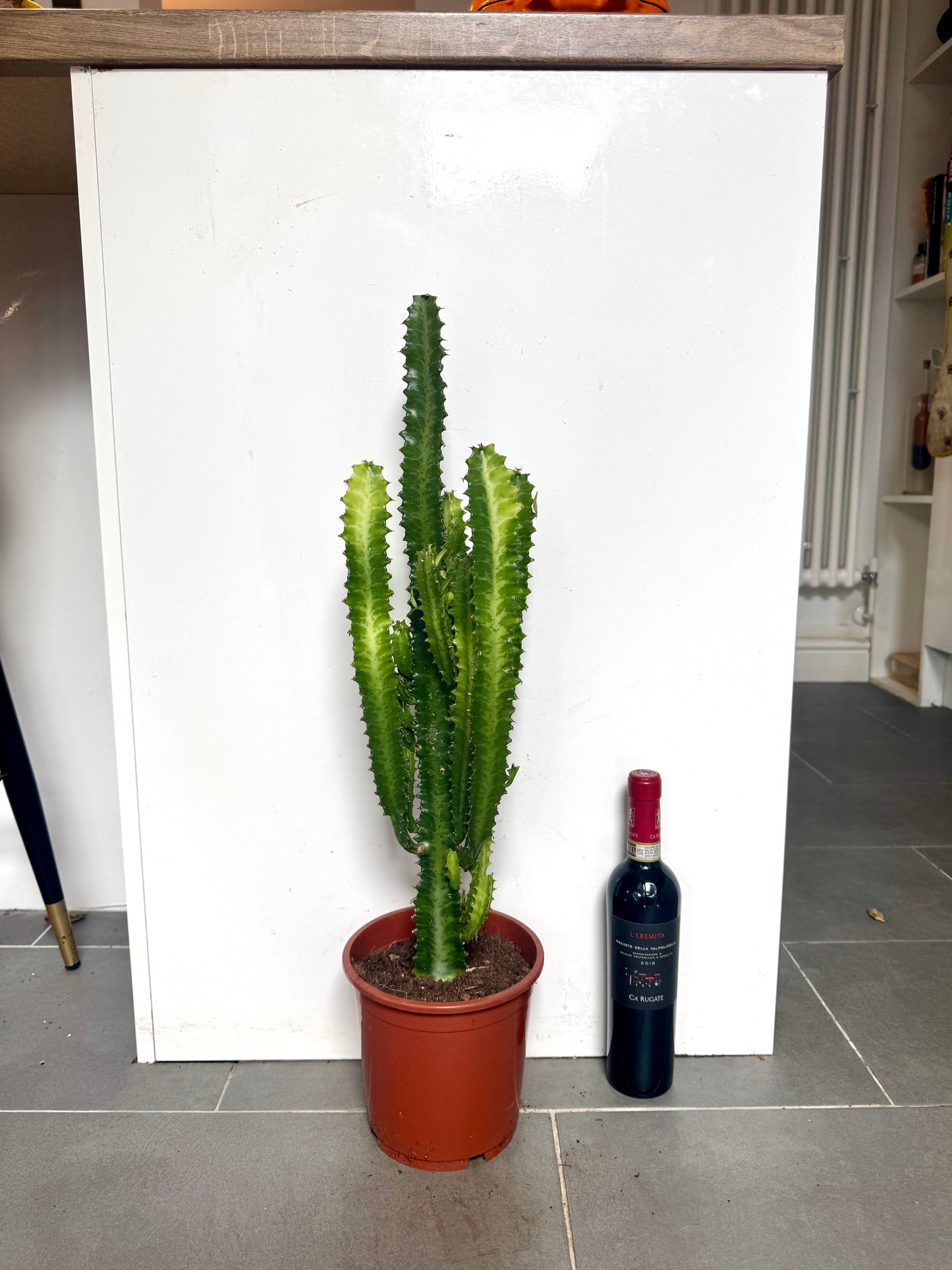70cm Euphorbia Trigona Cactus