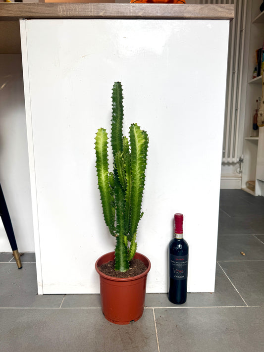 70cm Euphorbia Trigona Cactus