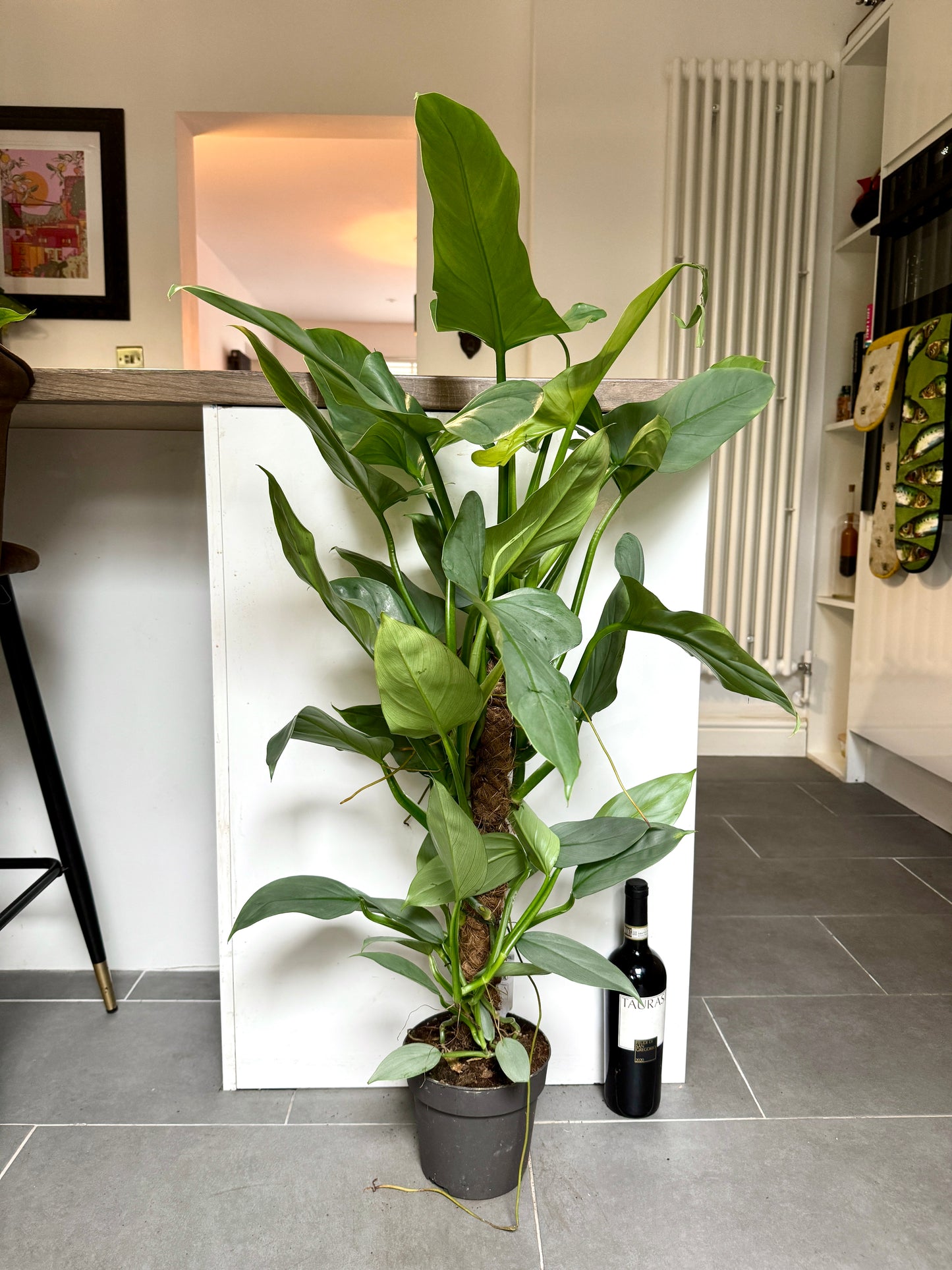 90cm Philodendron Silver Queen