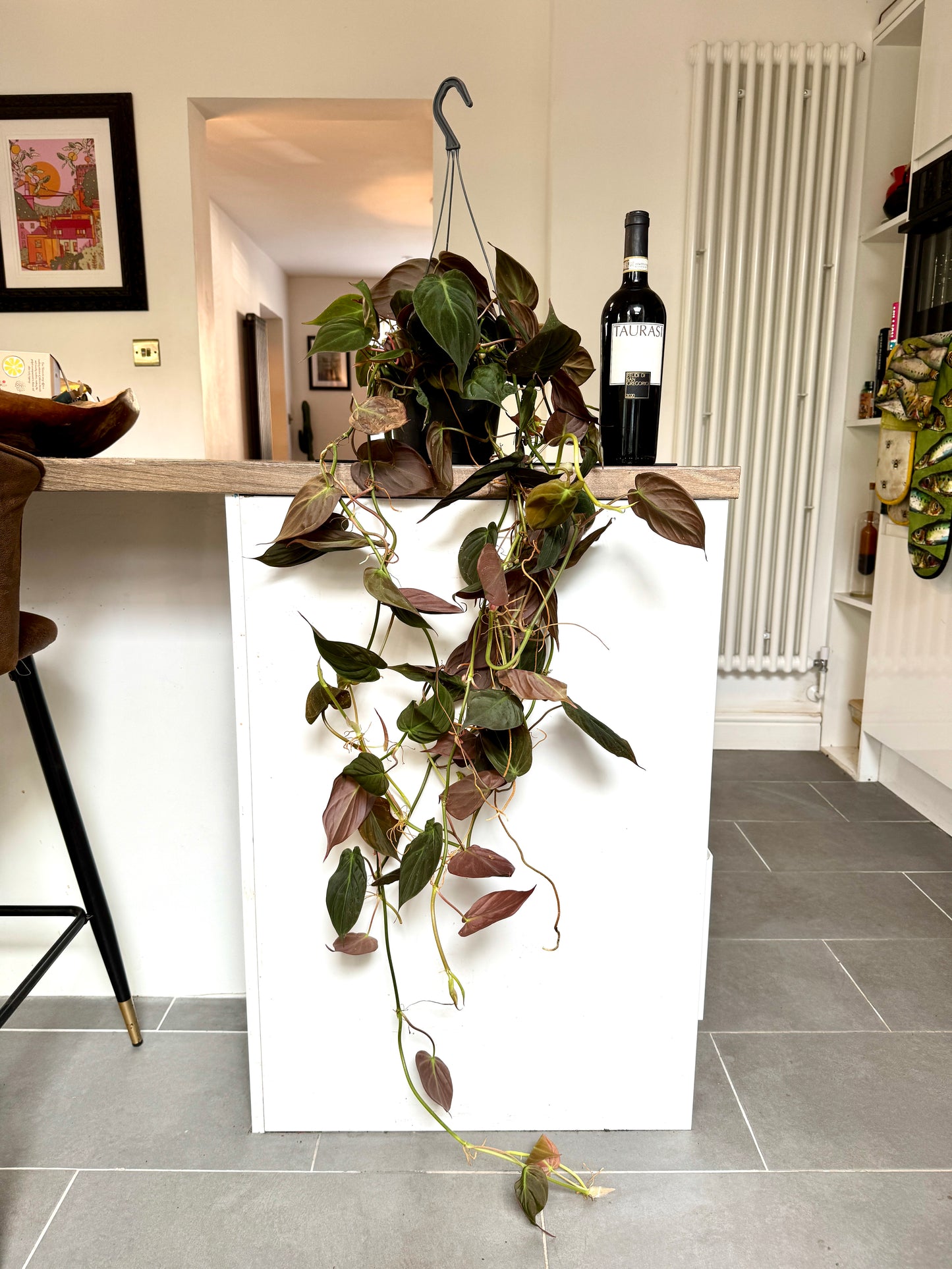 100cm Philodendron Micans