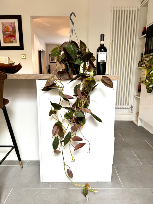 100cm Philodendron Micans