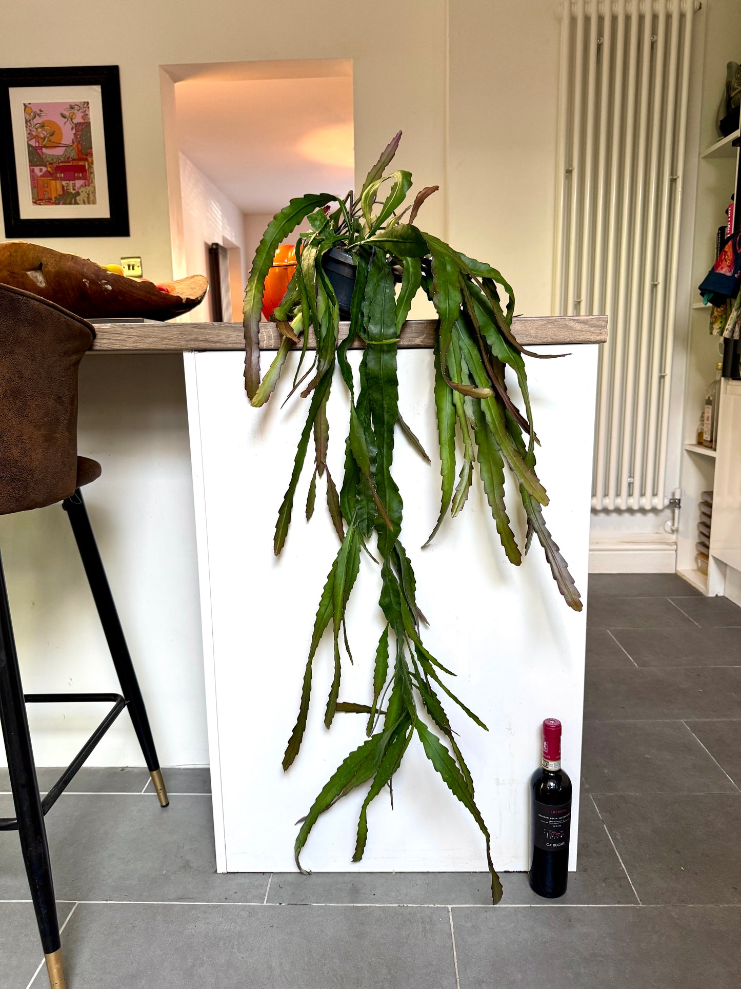 120cm Epiphyllum Leon Herick