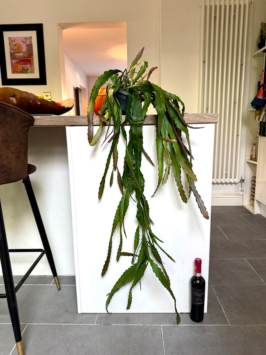 120cm Epiphyllum Leon Herick