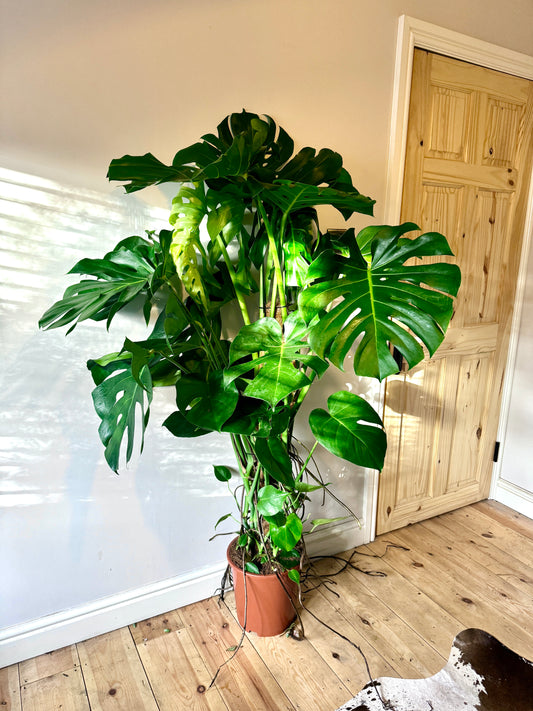 170cm Monstera Deliciosa (Swiss Cheese Plant)