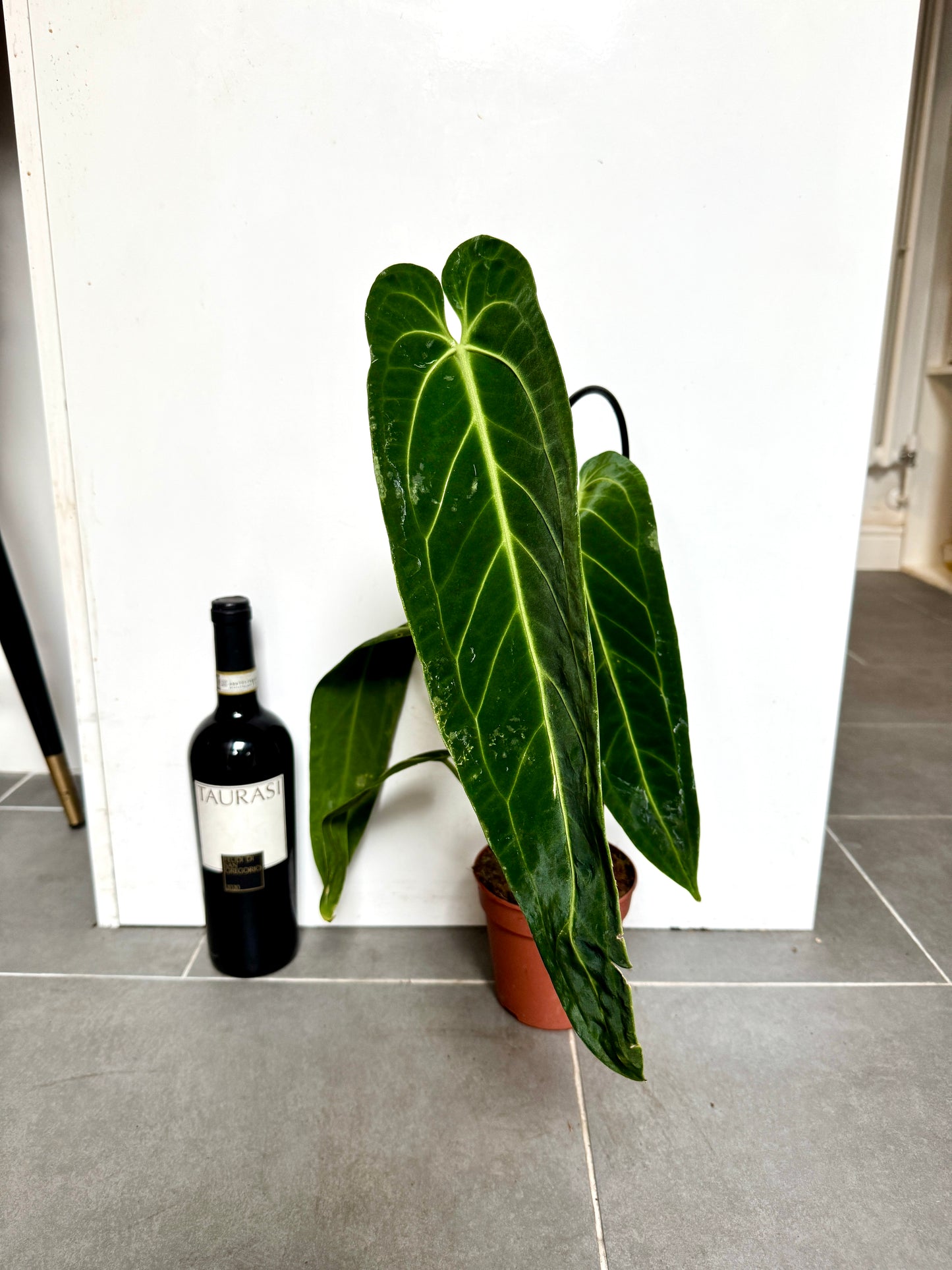60cm Queen Anthurium Warocqueanum