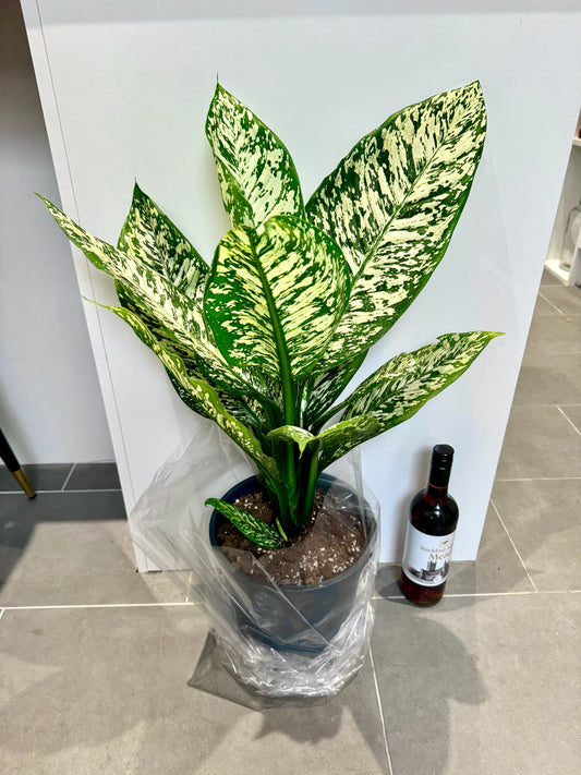 80cm Dieffenbachia White Etna