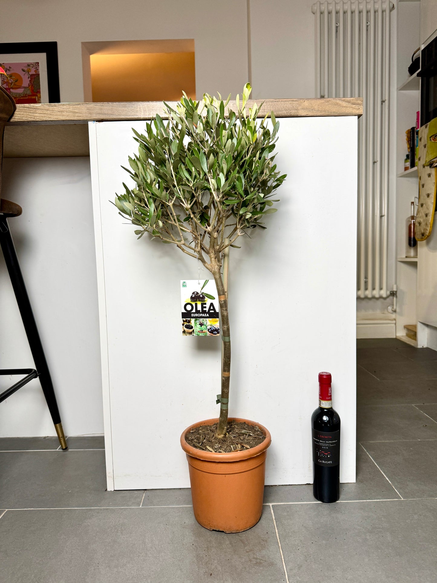 90cm Olea Olive Tree