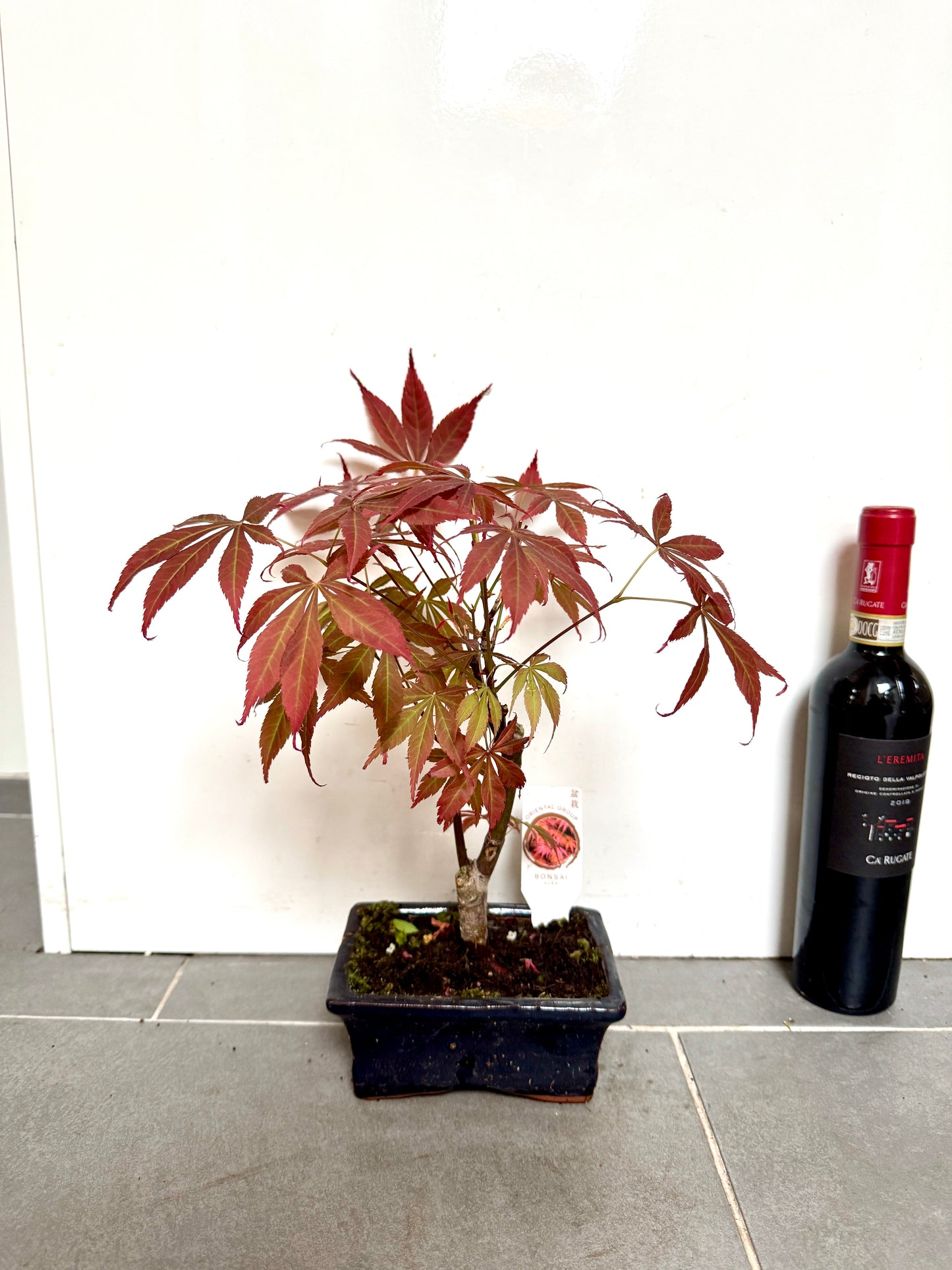 30cm Red Acer Bonsai Tree