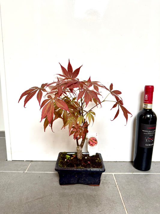 30cm Red Acer Bonsai Tree