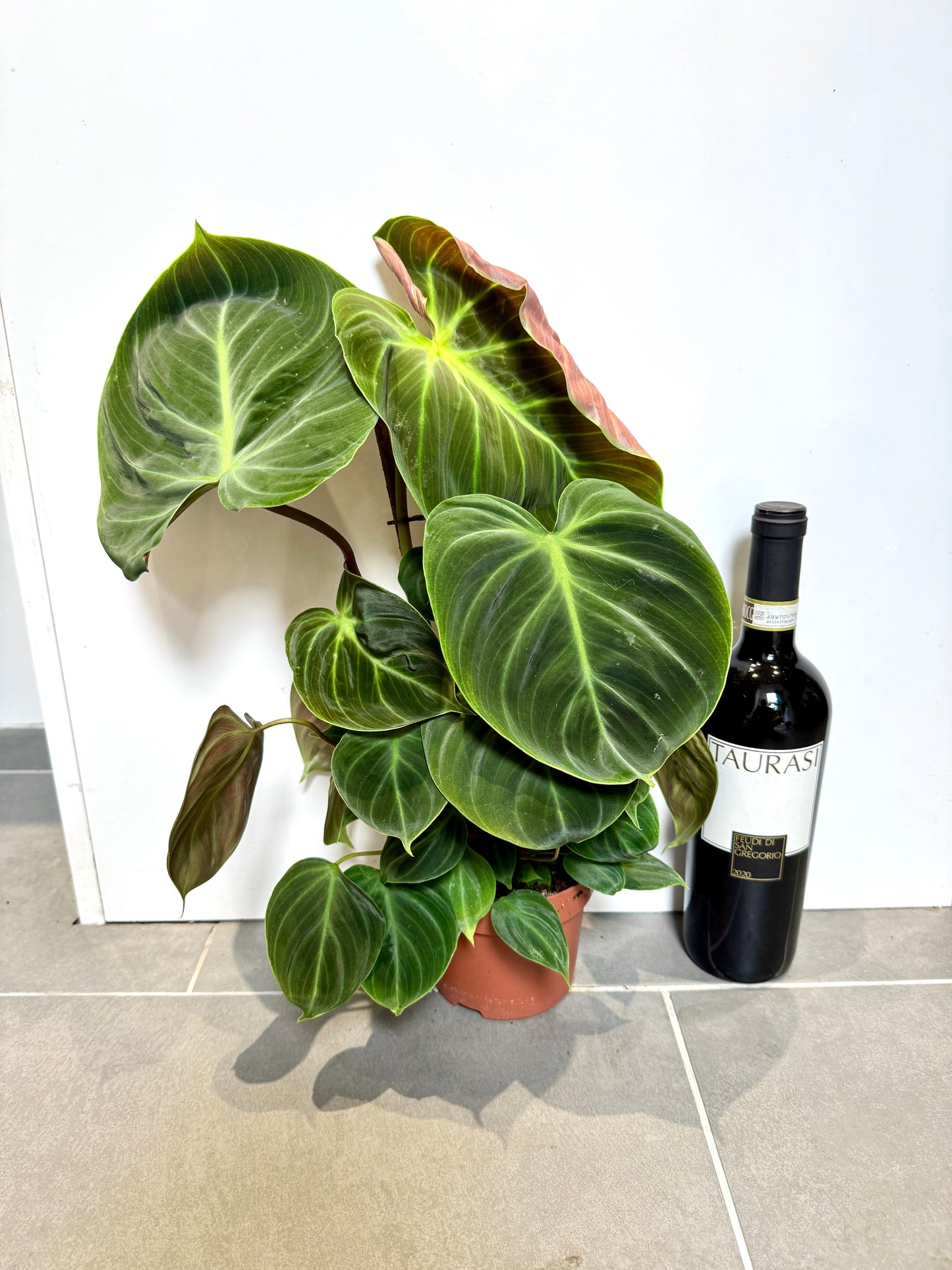 40cm Philodendron Rubrijuvenike (Choco Red)