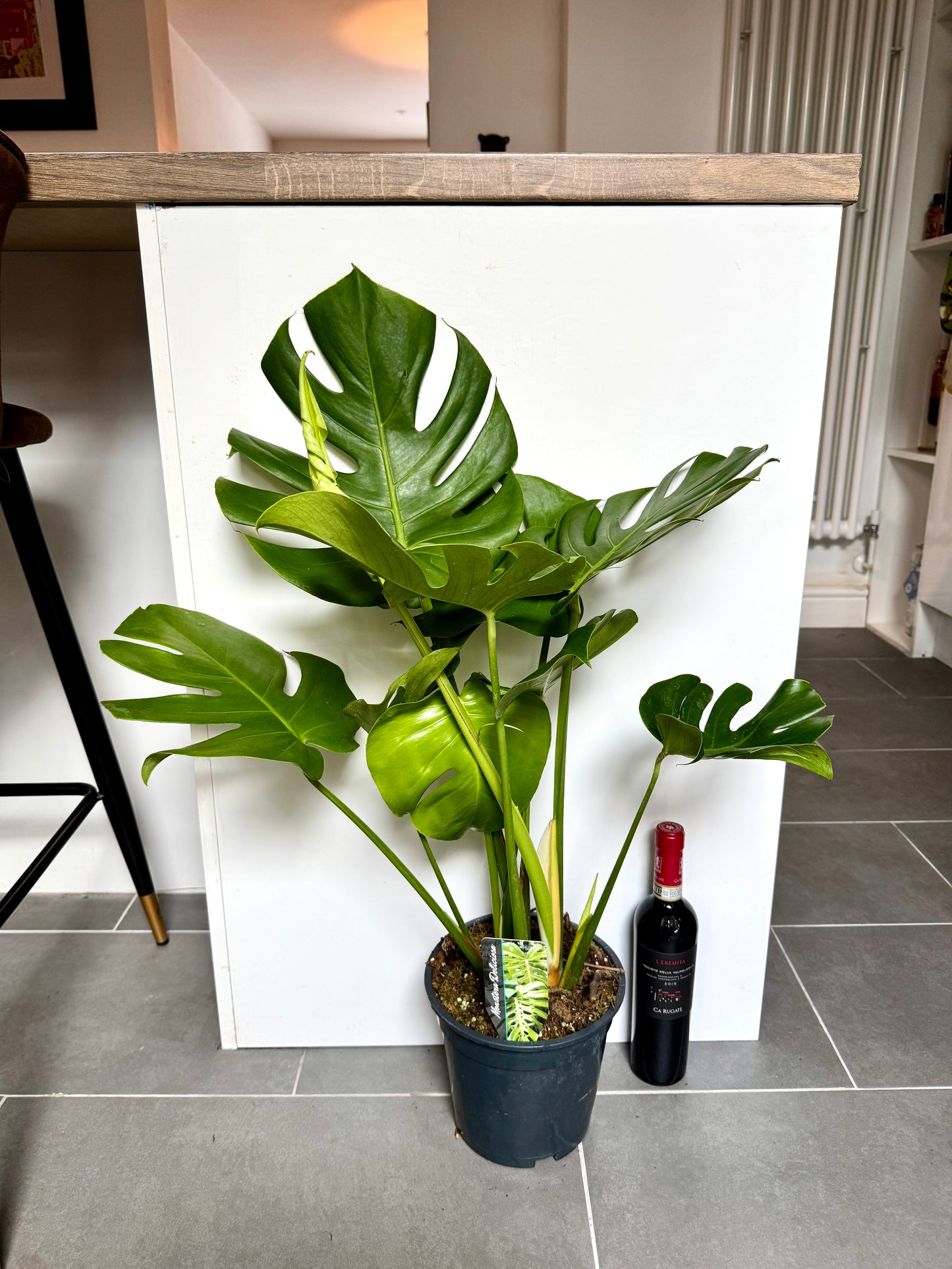 80cm Monstera Deliciosa (Swiss Cheese Plant)