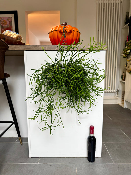 60cm Rhipsalis Heteroclada (Mistletoe cactus)