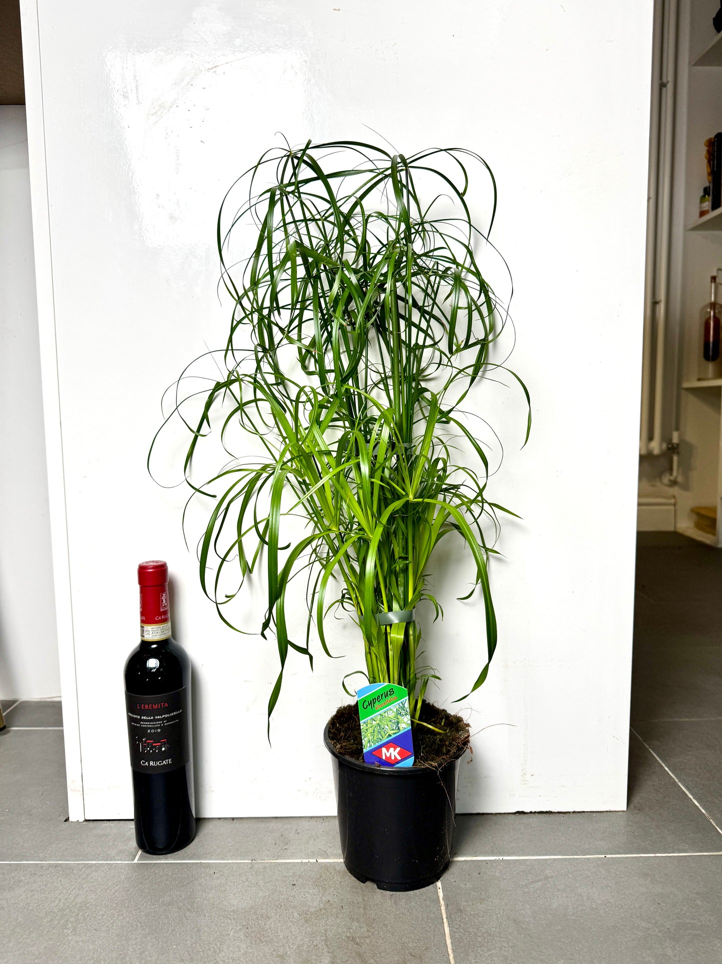 65cm Cyperus Alternifolius (Papyrus Reed)