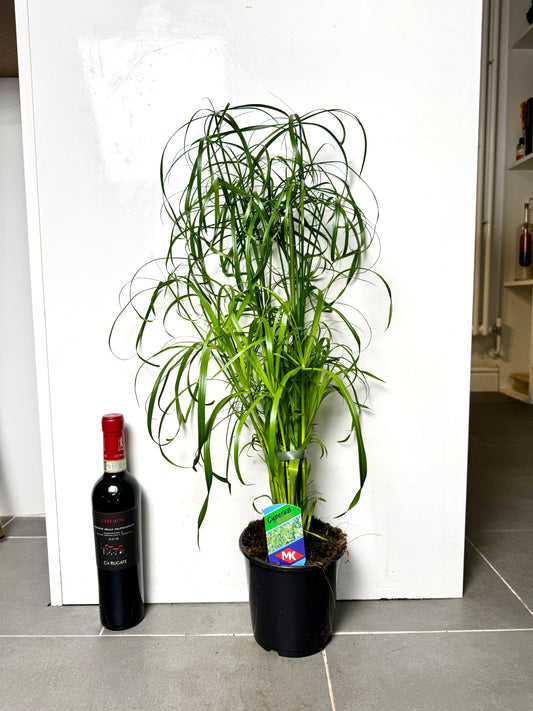 65cm Cyperus Alternifolius (Papyrus Reed)