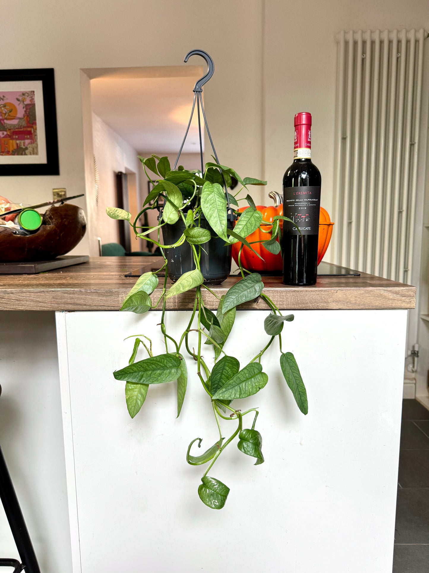 60cm Epipremnum Cebu Blue Devils Ivy