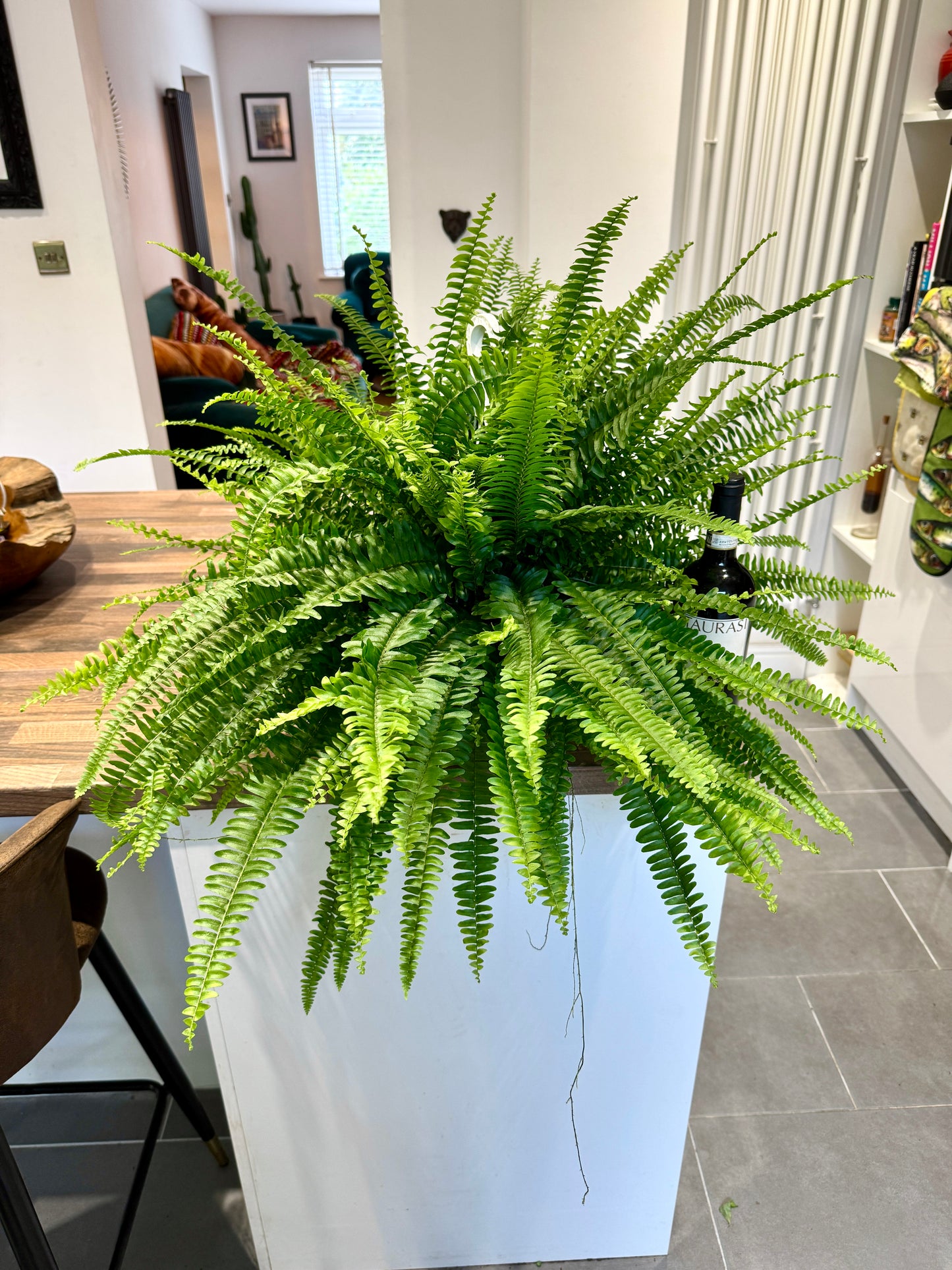 80cm Giant Nephrolepsis Green Lady (Boston Fern)