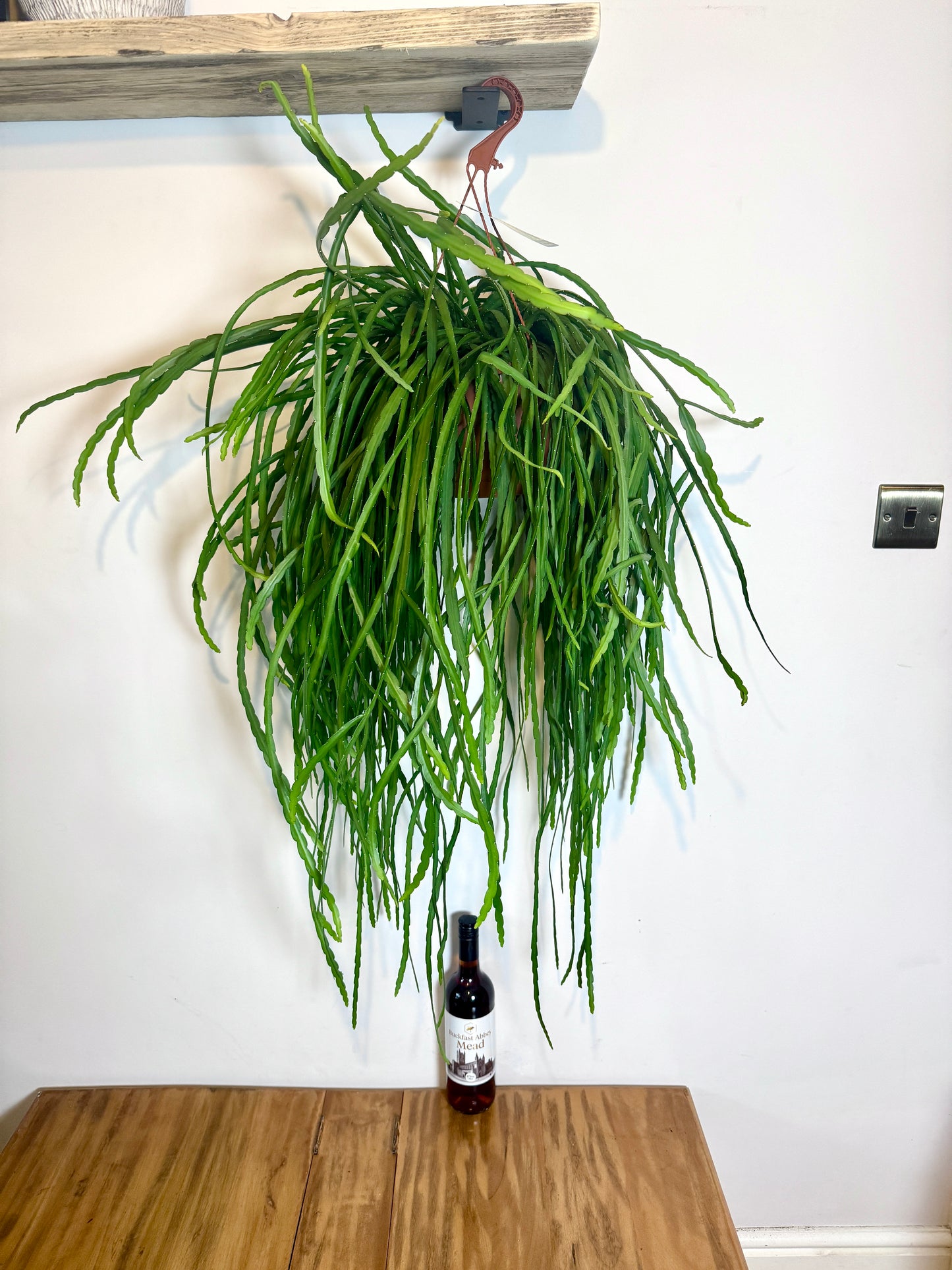 100cm Lepismium Bolivianum