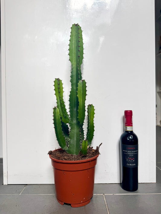 60cm Euphorbia Acrurensis cactus