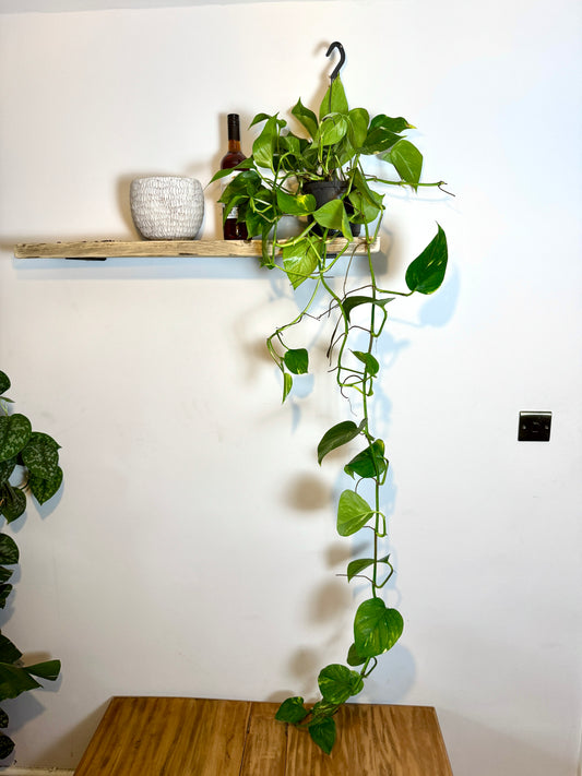 150cm Giant Devils Ivy