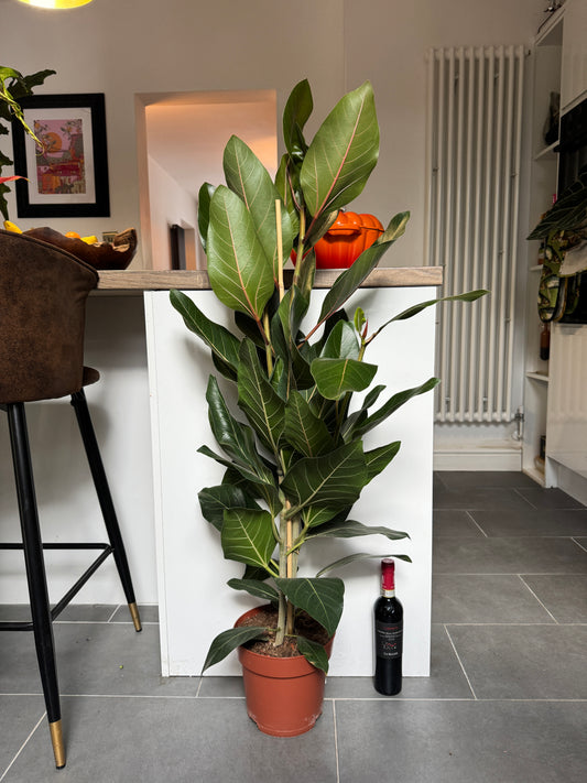 120cm Ficus Benghalensis Joy