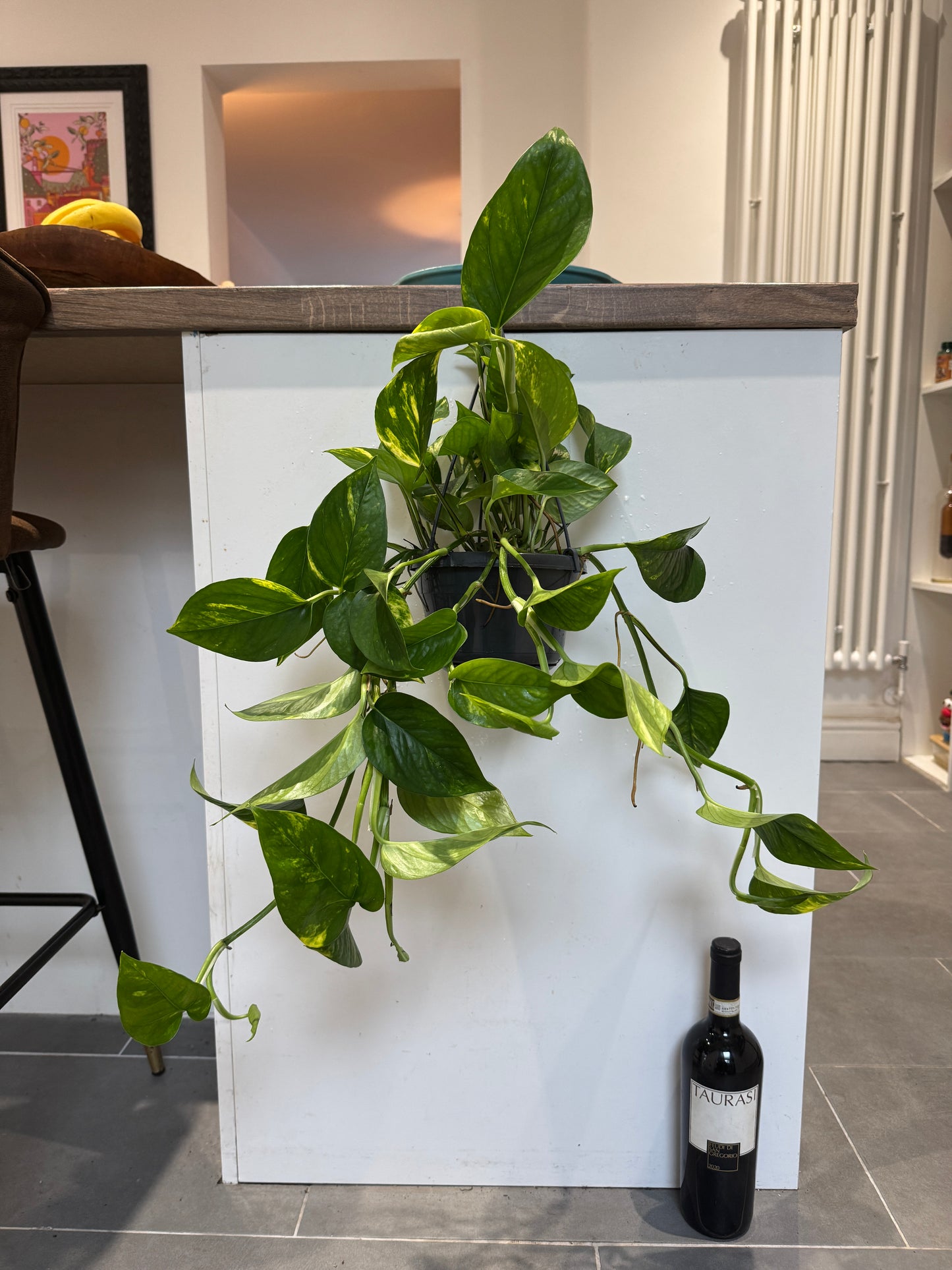 40cm Hanging Devils Ivy