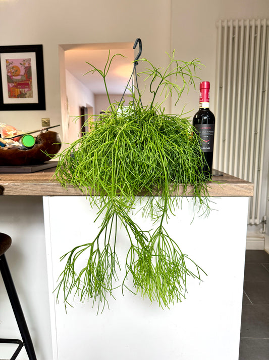 60cm Rhipsalis Oasis