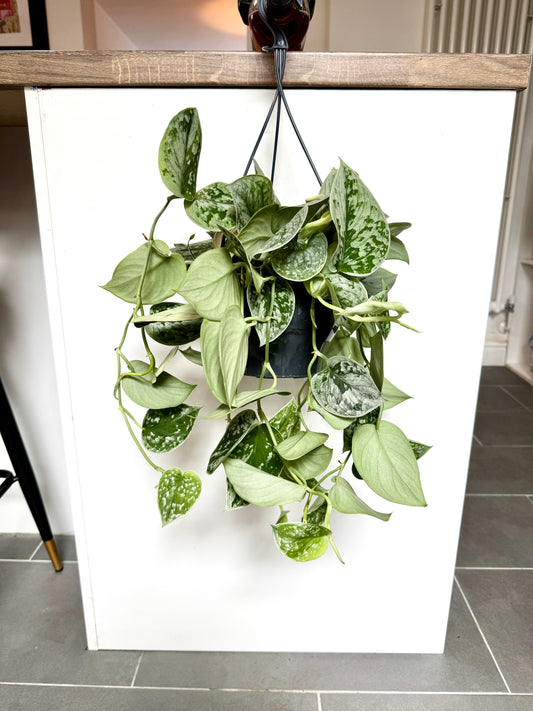50cm XL Satin Pothos (Scindapsus Argyraeus)