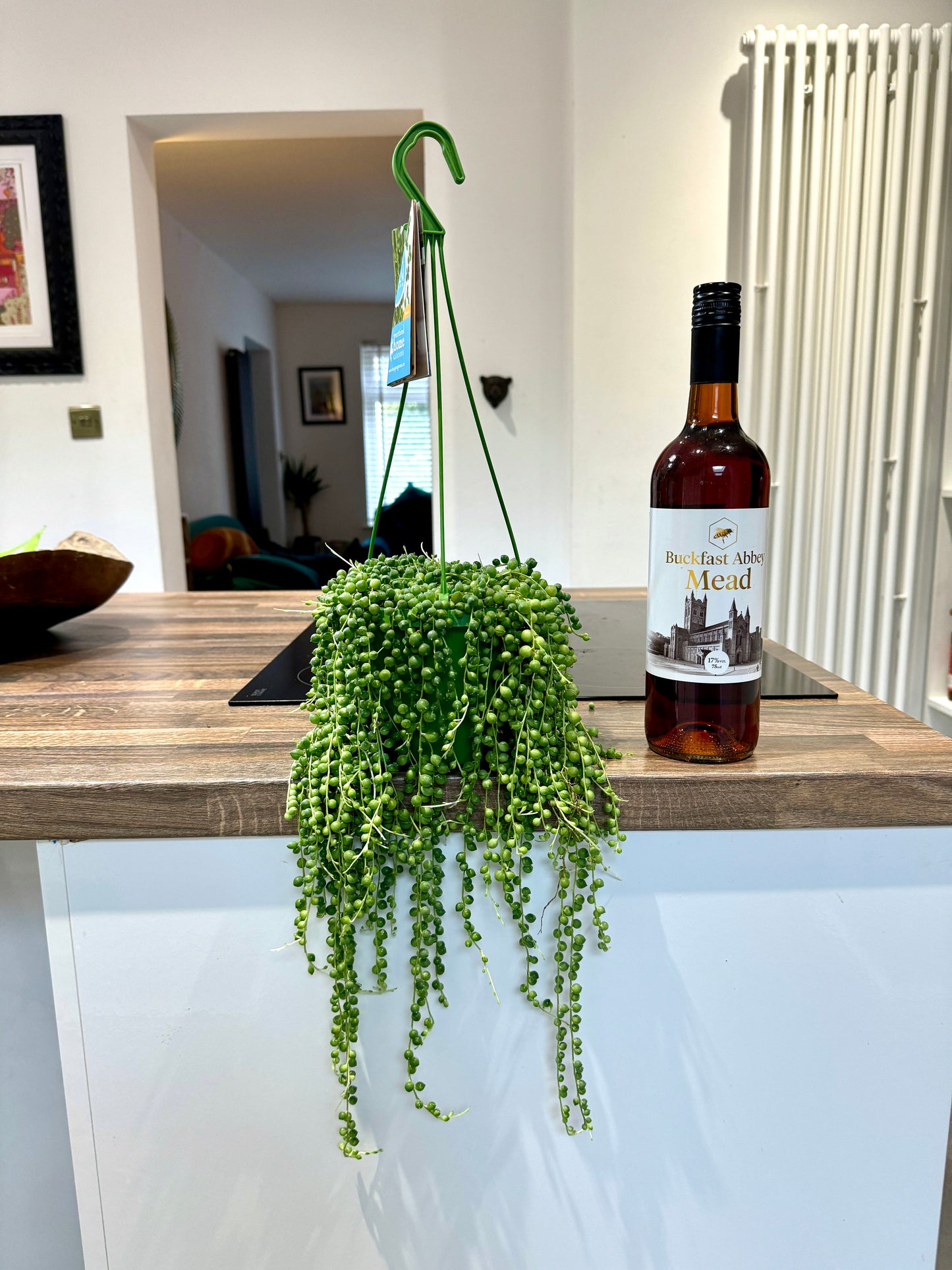 40cm String of Pearls (Senecio Rowleyanus)