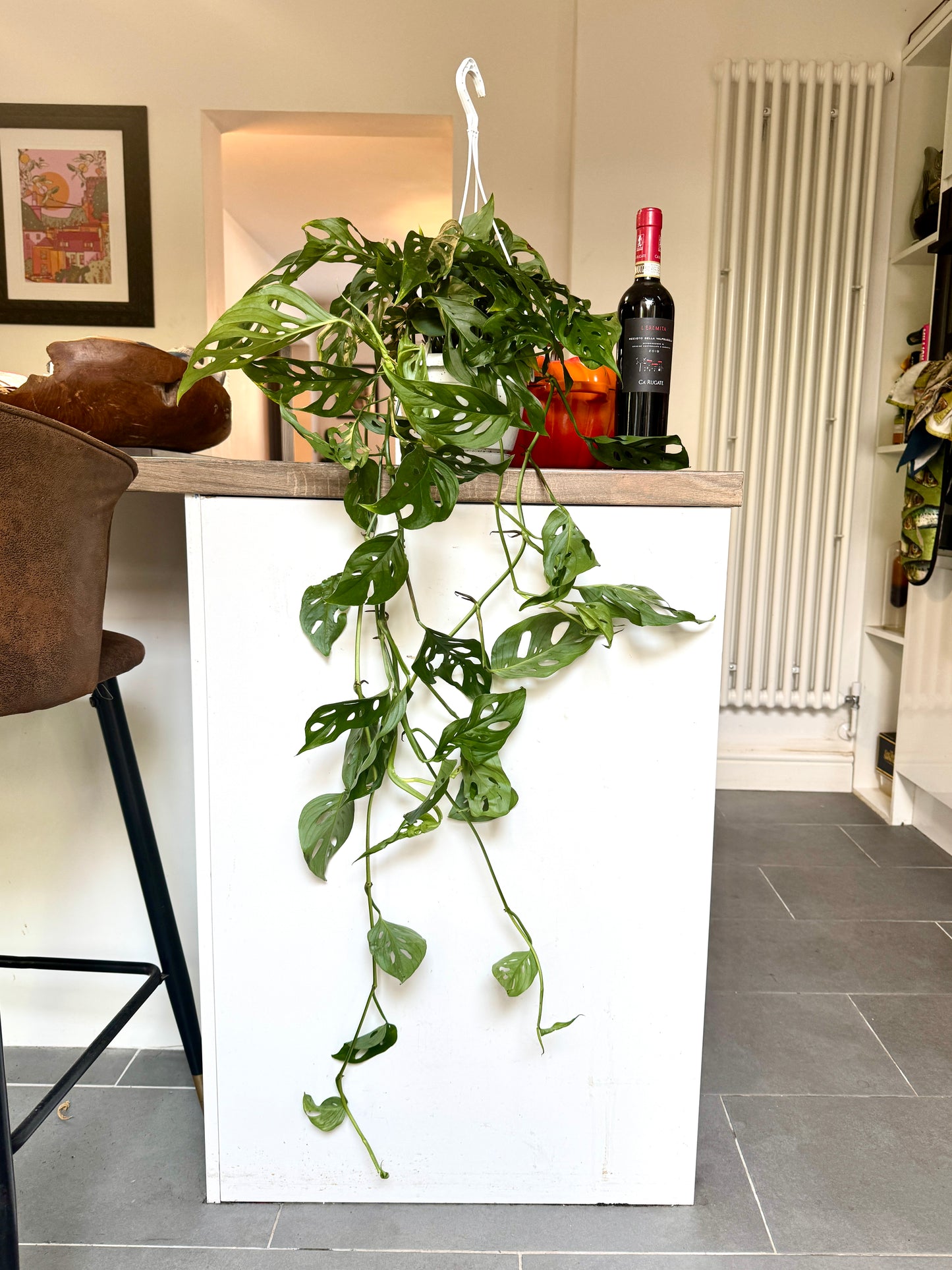 100cm XL Monstera Adansonii Hanging