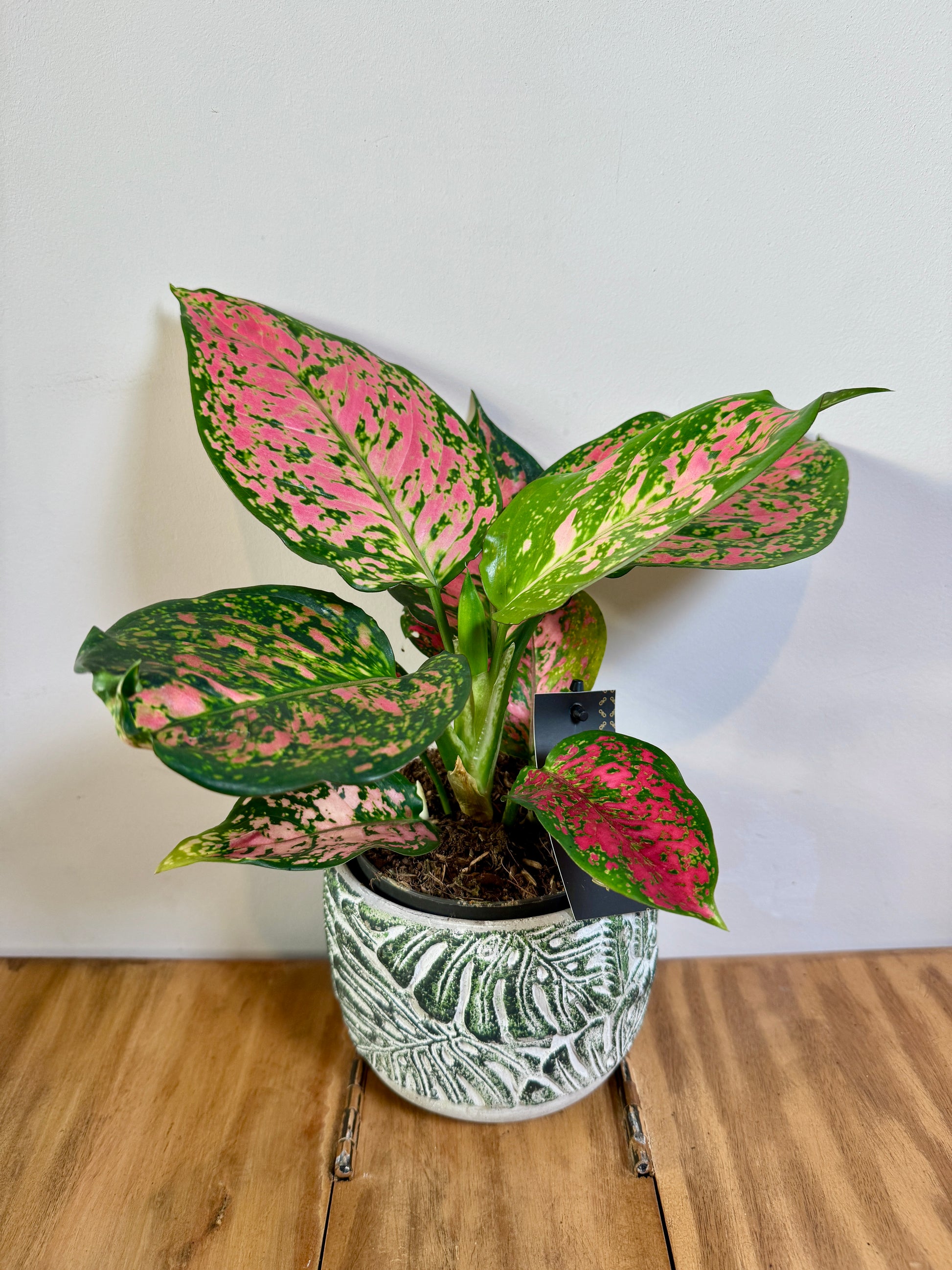 aglaonema crimson 25cm Aglaonema Crimson Love – Bristol Plant Man