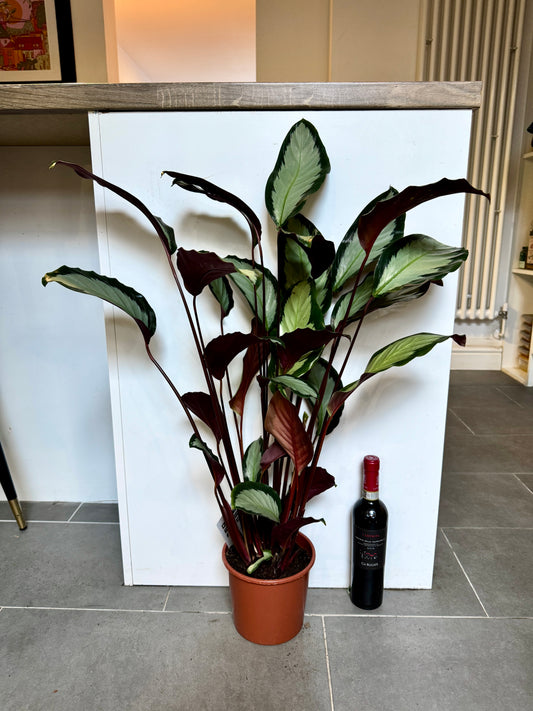 80cm Calathea argentea