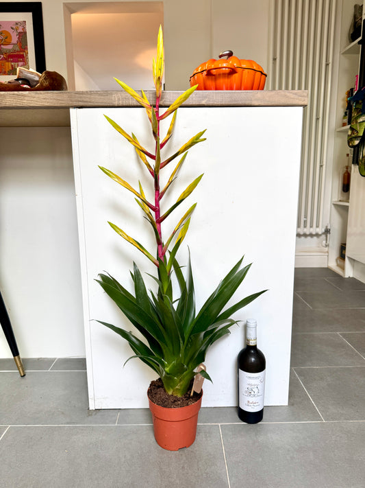 100cm XL Tillandsia Luminosa Yellow Red