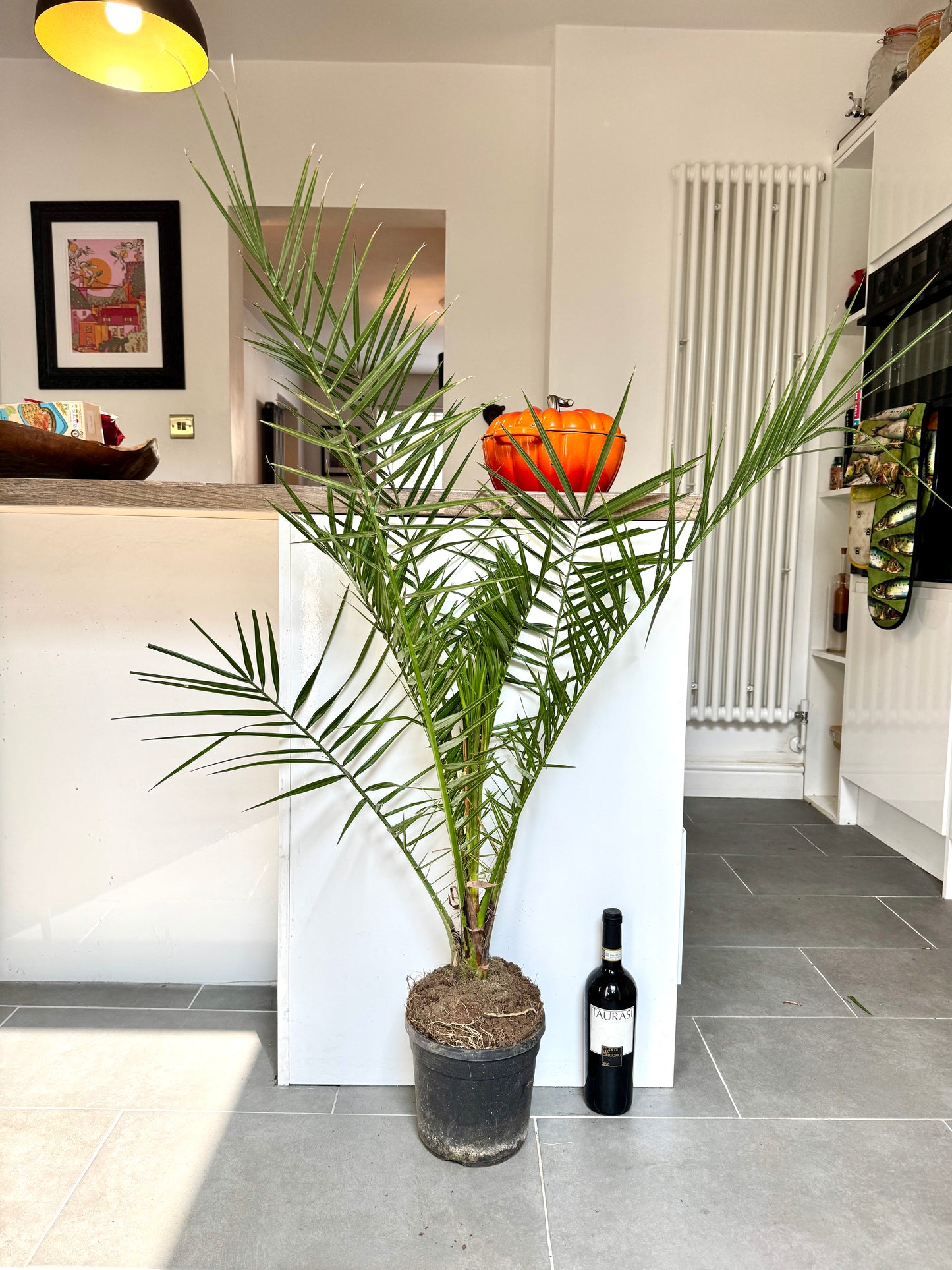 120cm Canary Date Palm (Phoenix Canariensis)