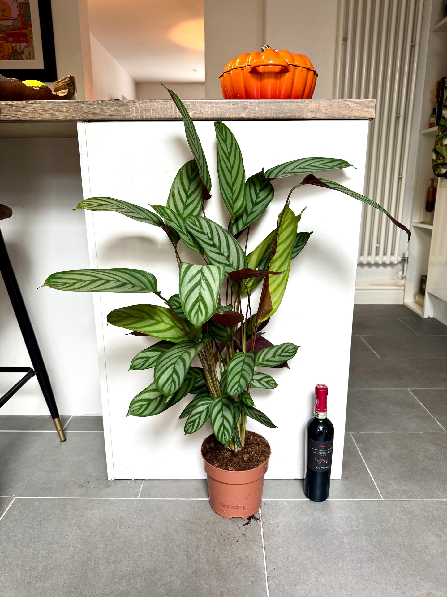 90cm Ctenanthe Compactstar