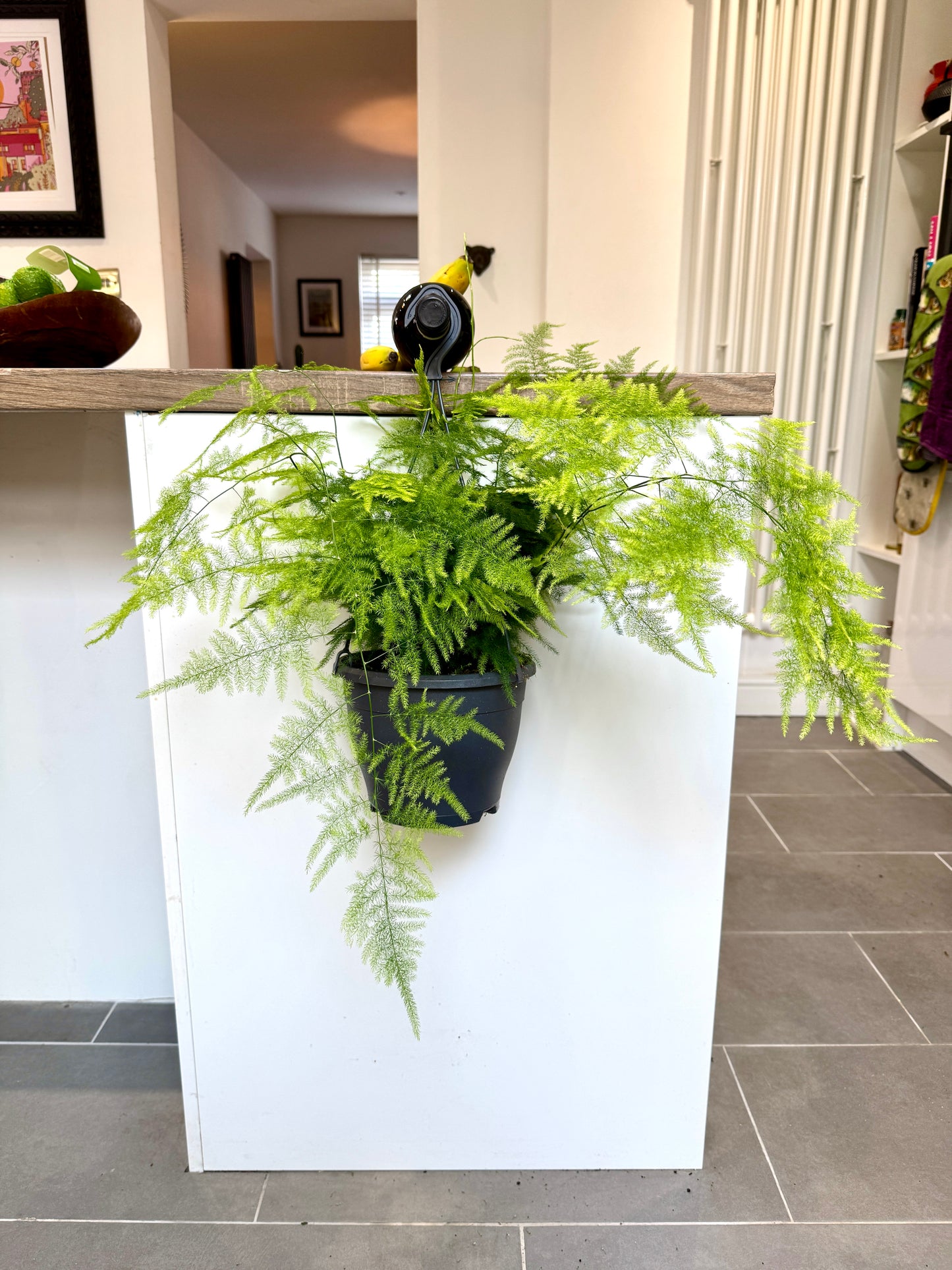 60cm Asparagus Fern (Setaceus)