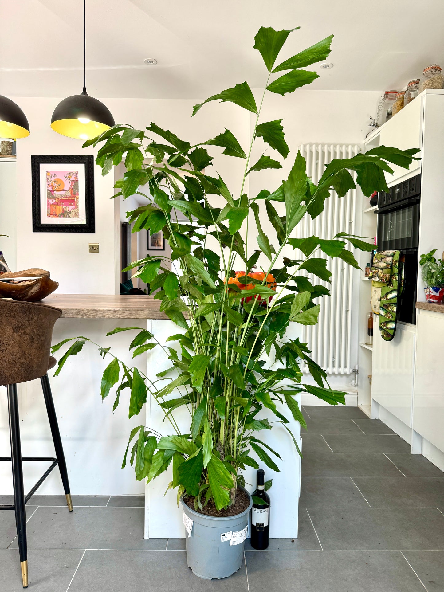 170cm Caryota Mitis (Fish Tail Palm)