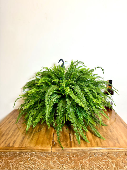 90cm Boston Fern (Nephrolepsis Green Lady)