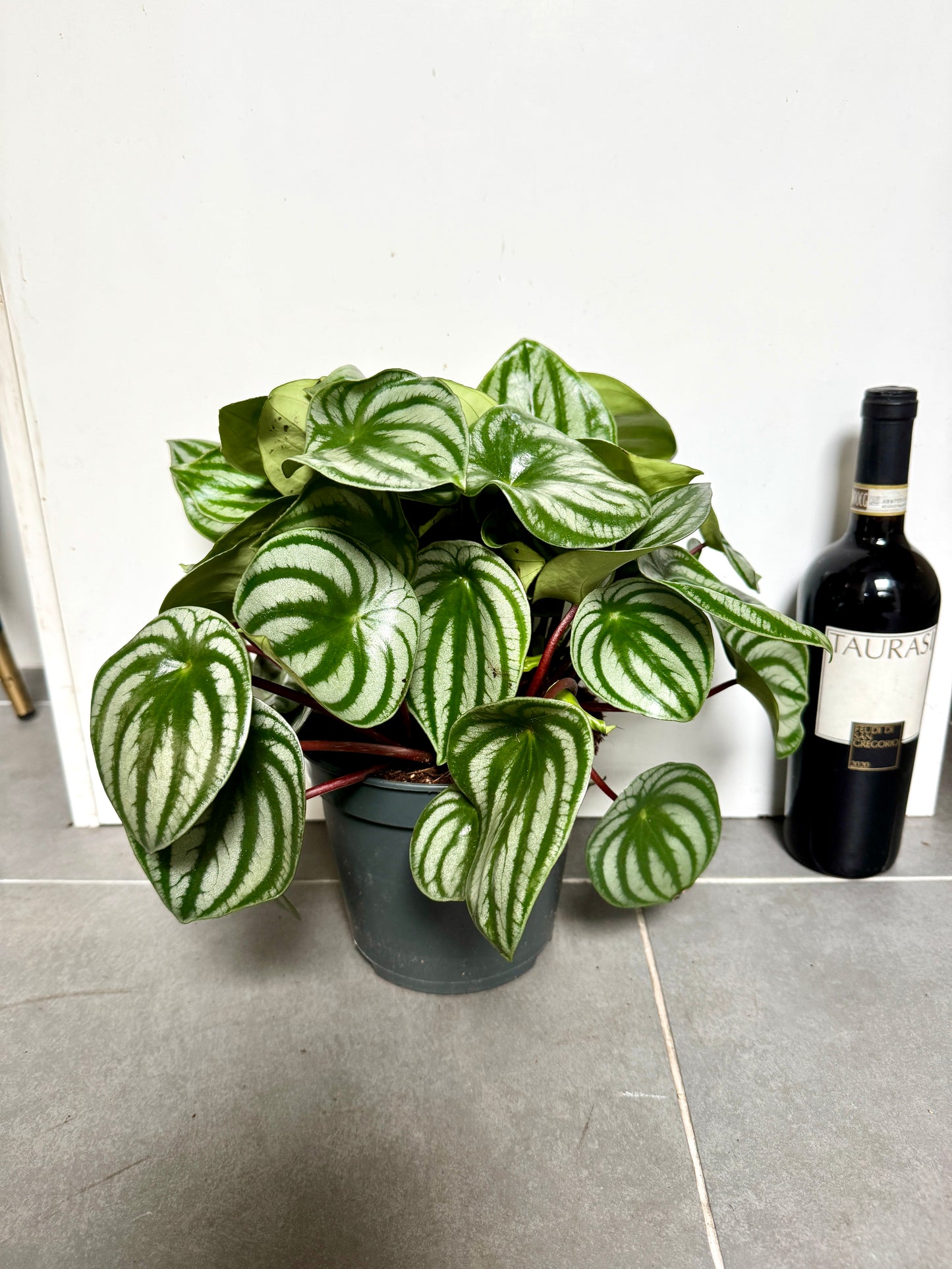40cm Peperomia Watermelon