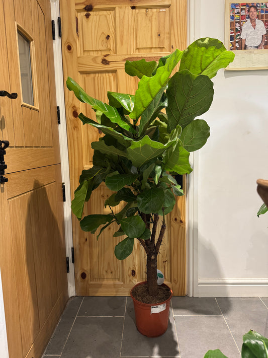 150cm Branched Trunk Ficus Lyrata (Fiddle leaf fig)