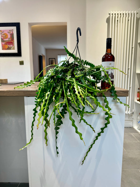 50cm Fish Bone Cactus (Ephiphyllum Anguliger)