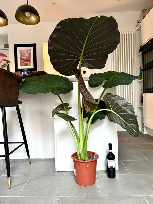 120cm Alocasia Regal Shield