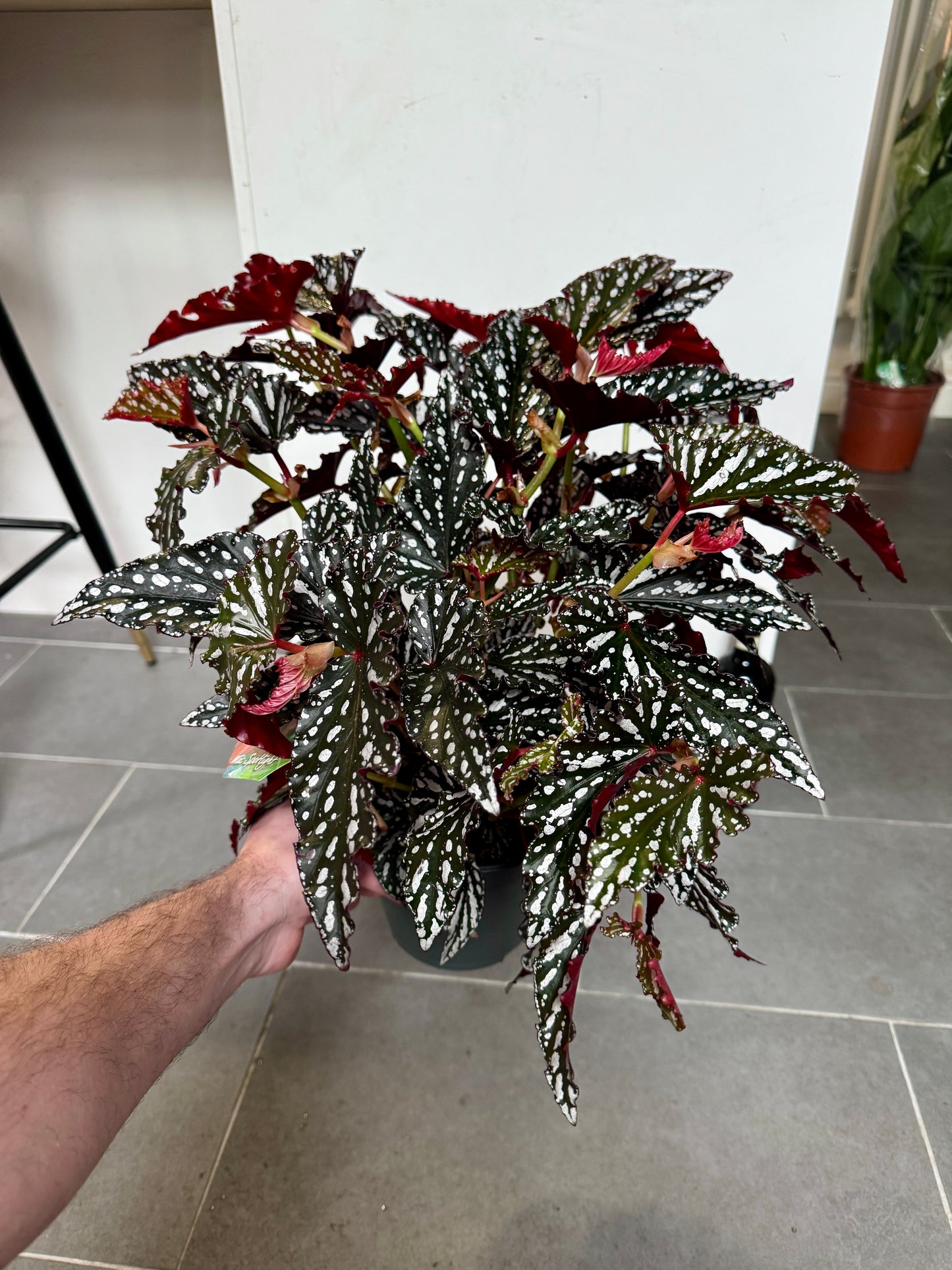30cm Begonia Maculata Dark Form