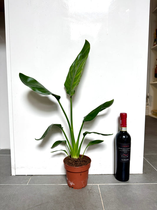50cm Strelitzia Reginae (Orange Flowering Bird of Paradise)