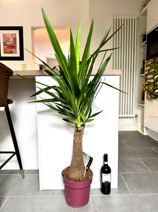 120cm Yucca Maya Tree