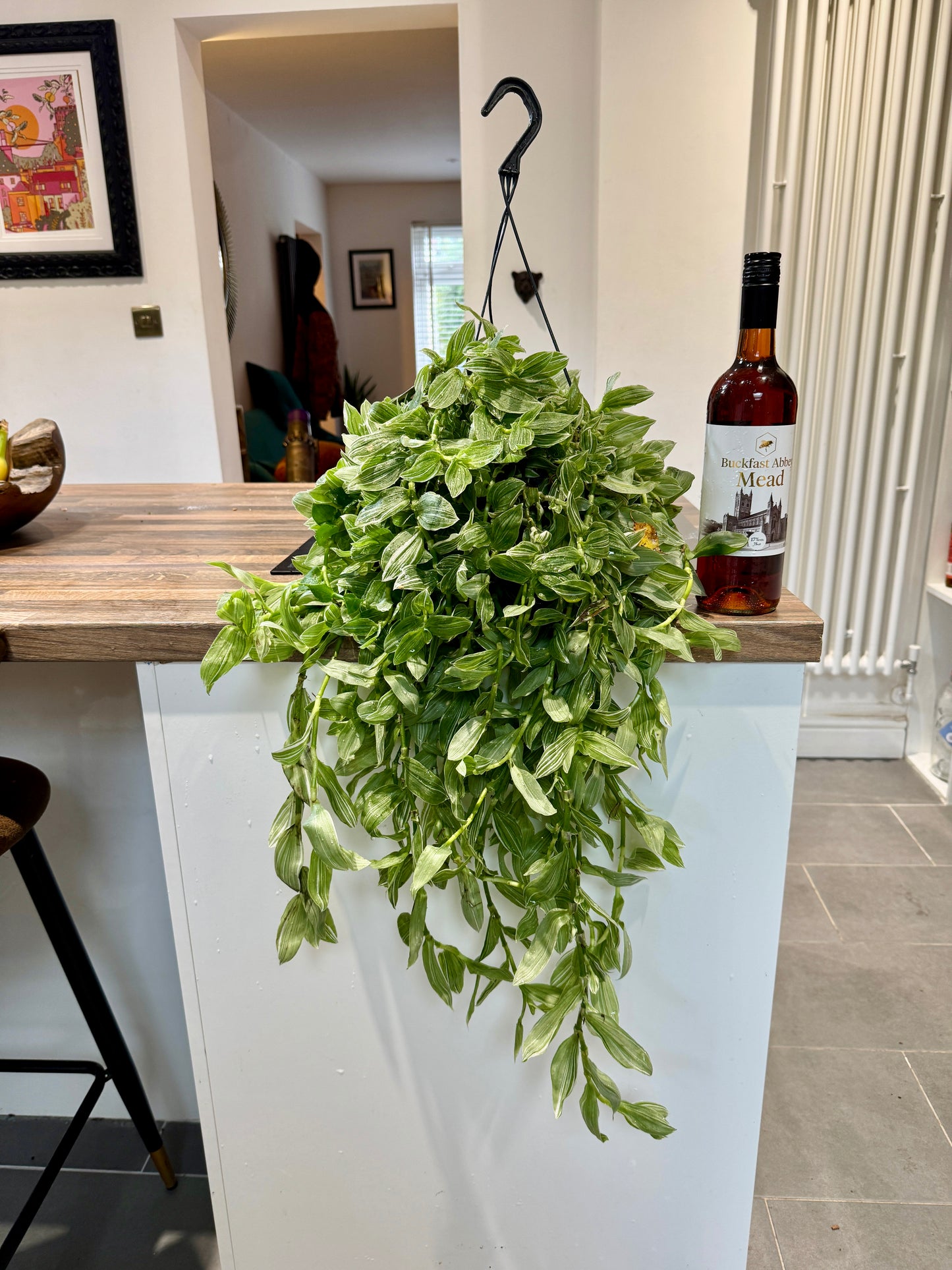 50cm Tradescantia Green