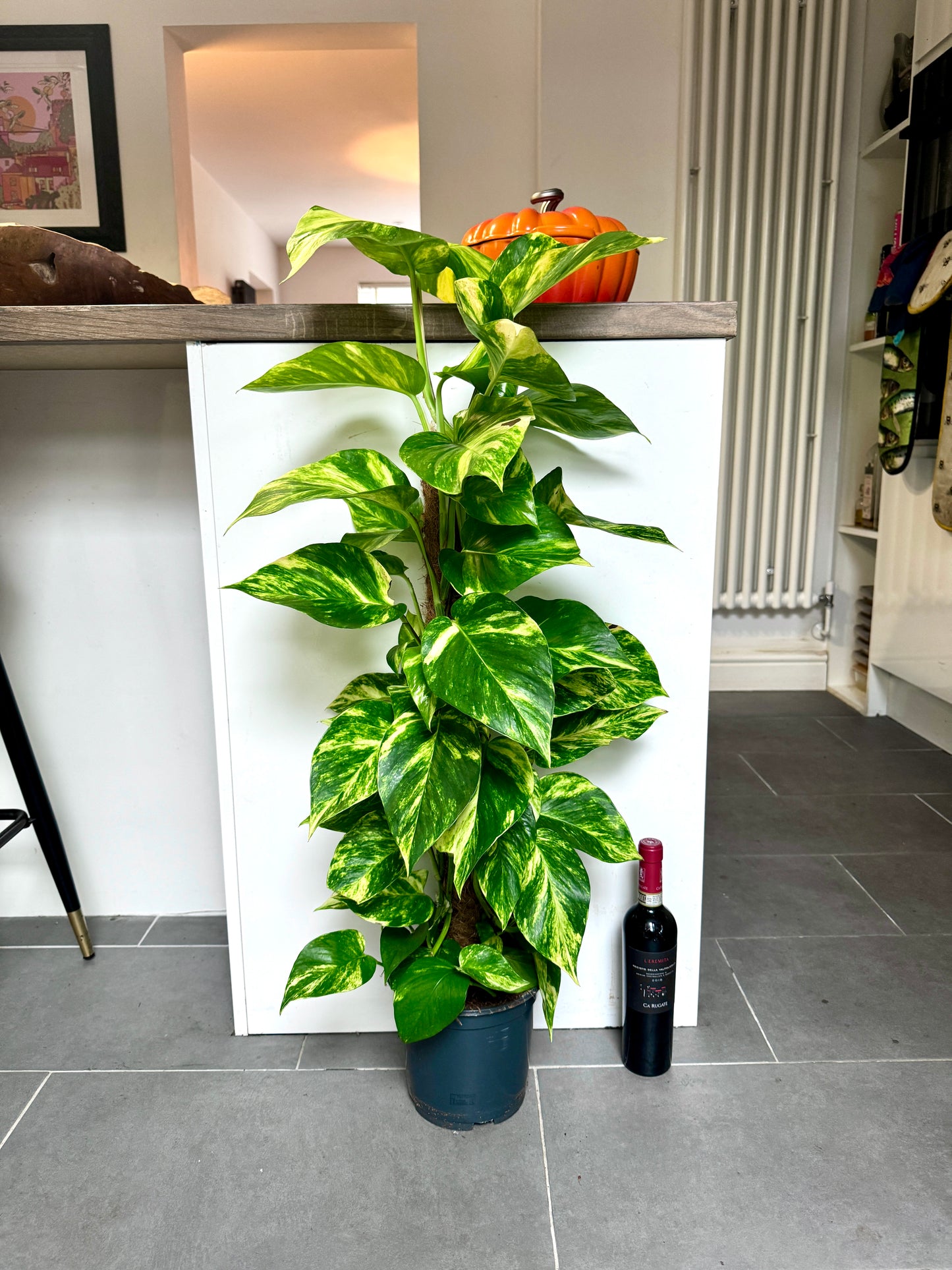 110cm Climbing Epipremnum Devils Ivy