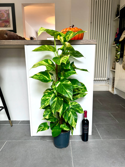 110cm Climbing Epipremnum Devils Ivy