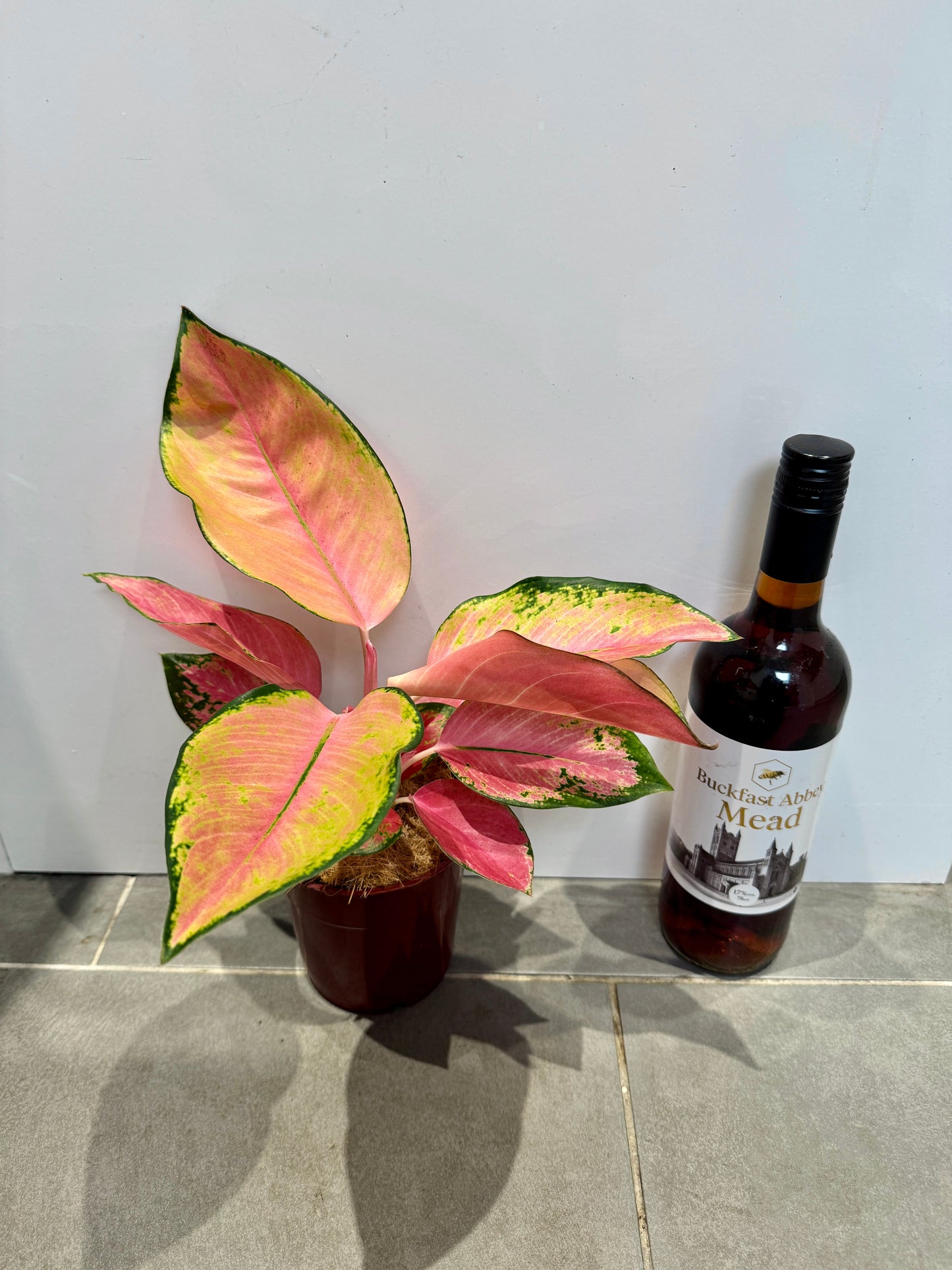 30cm Aglaonema Pink